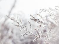 Sne på en gren